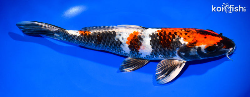 12" KIN SHOWA