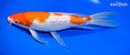 10.75" GINRIN KOHAKU BUTTERFLY