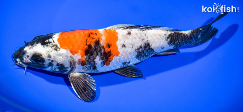 8.25" KIN SHOWA