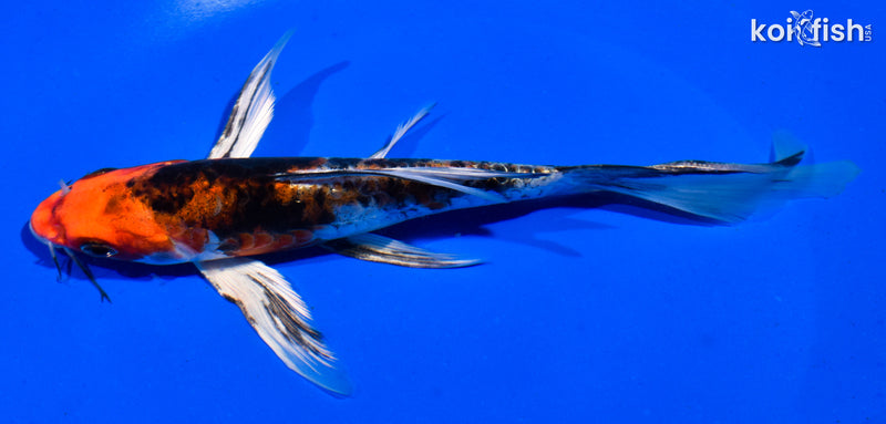 6.5" ARAGOKE HEISEI NISHIKI BUTTERFLY