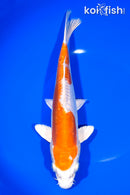 9.75" KIKUSUI