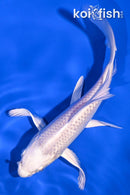 5.5" PLATINUM OGON BUTTERFLY