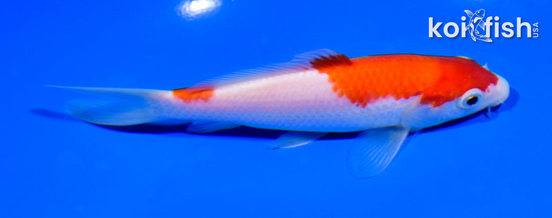 5.25" KOHAKU