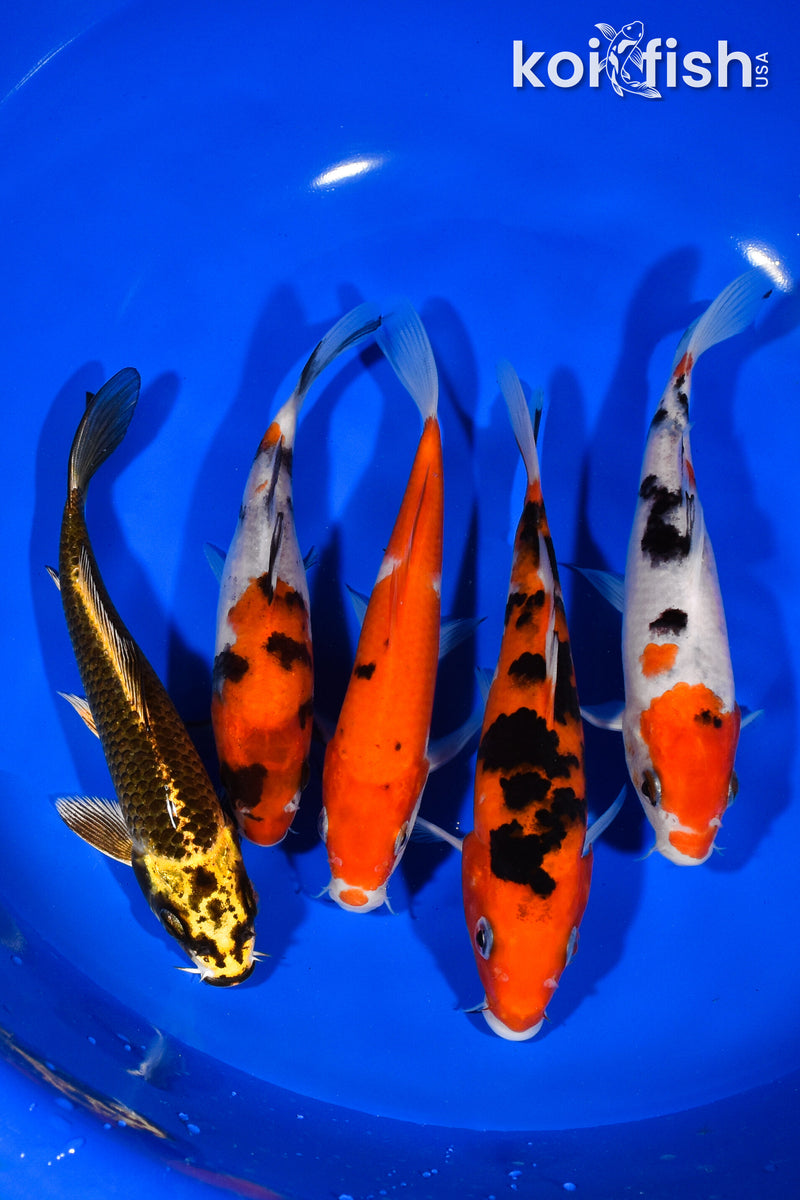 PACK OF (5) 5.5"-5.75" STANDARD KOI