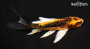 5.75" BENI KIKOKURYU BUTTERFLY