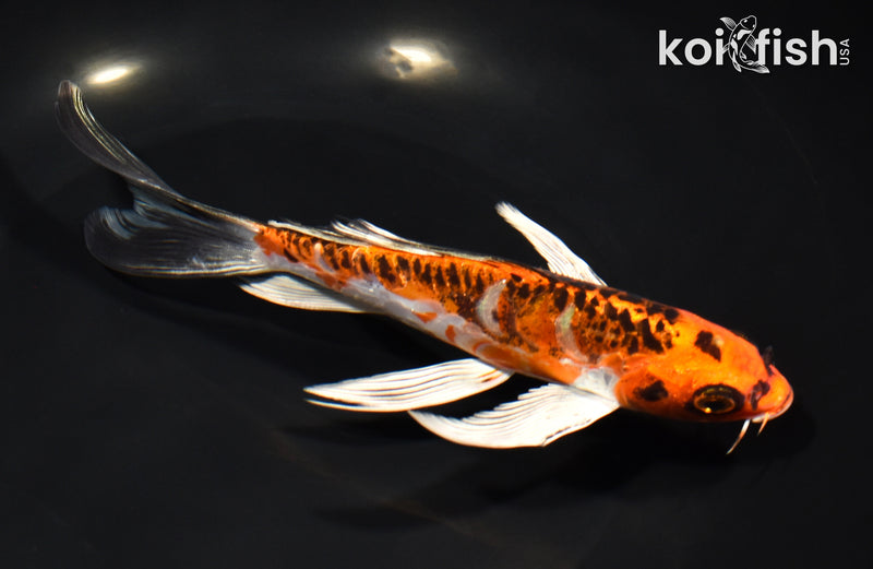 7" ARAGOKE BENI KIKOKURYU BUTTERFLY