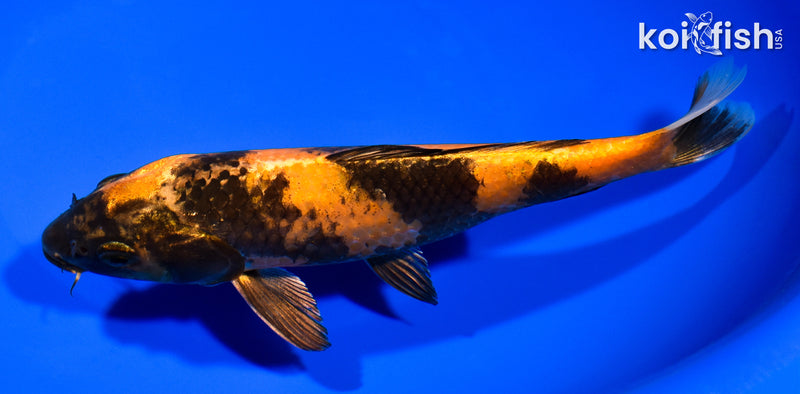 7.75" KIN HI UTSURI