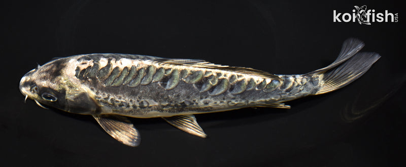8.75" ARAGOKE KIKOKURYU