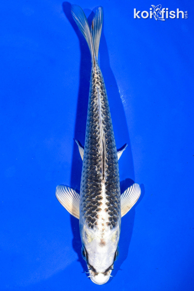6.5" GIN MATSUBA