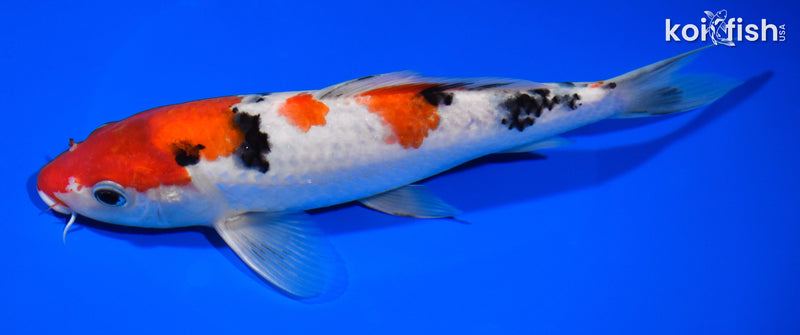8.25" SANKE