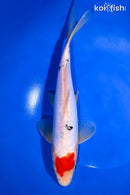 10.5"DOITSU TANCHO SANKE