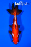 4.75" WAKIN GOLDFISH