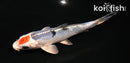 4.5" TANCHO YAMATO NISHIKI