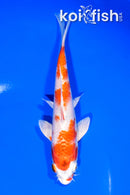 6" HARIWAKE
