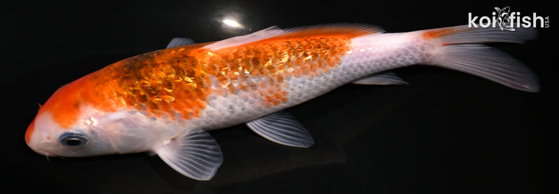 6.5" GINRIN GOROMO