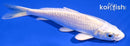 4.5" PLATINUM OGON