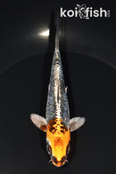 5.25" ARAGOKE BENI KIKOKURYU