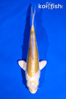 5" DOITSU LEMON HARIWAKE