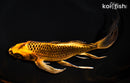 8.5" ORENJI MATSUBA BUTTERFLY