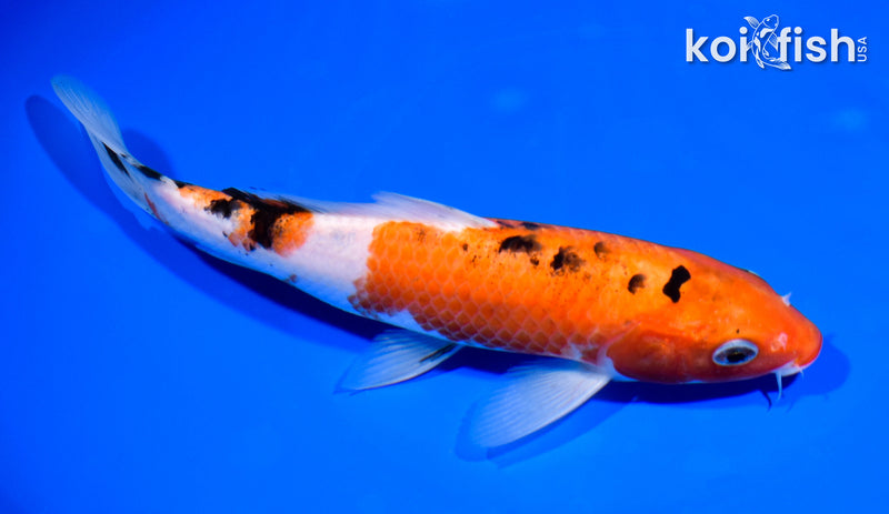7.75" SANKE