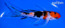6" SANKE BUTTERFLY