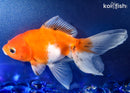 5.75" FANTAIL GOLDFISH