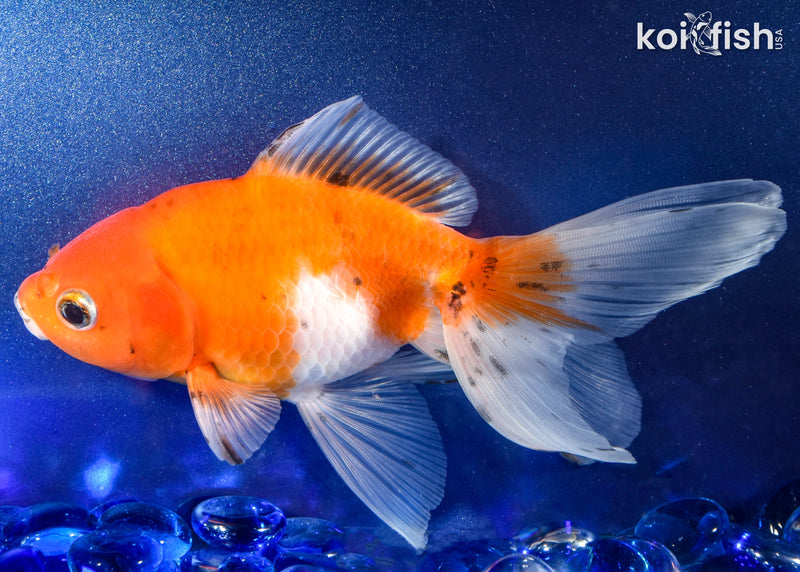 5.75" FANTAIL GOLDFISH