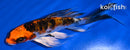 4.75" DOITSU KUJAKU BUTTERFLY
