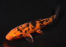 6.75" ORENJI MATSUBA