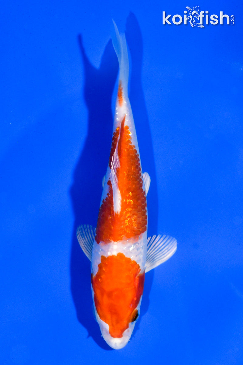 5" GINRIN HARIWAKE