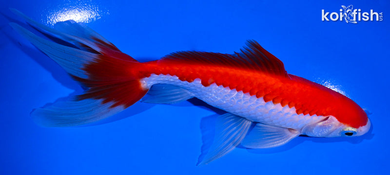 6" SARASA WAKIN GOLDFISH
