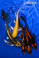 PACK OF (5) 5-6" BUTTERFLY PACK
