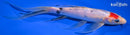 8" TANCHO SANKE BUTTERFLY