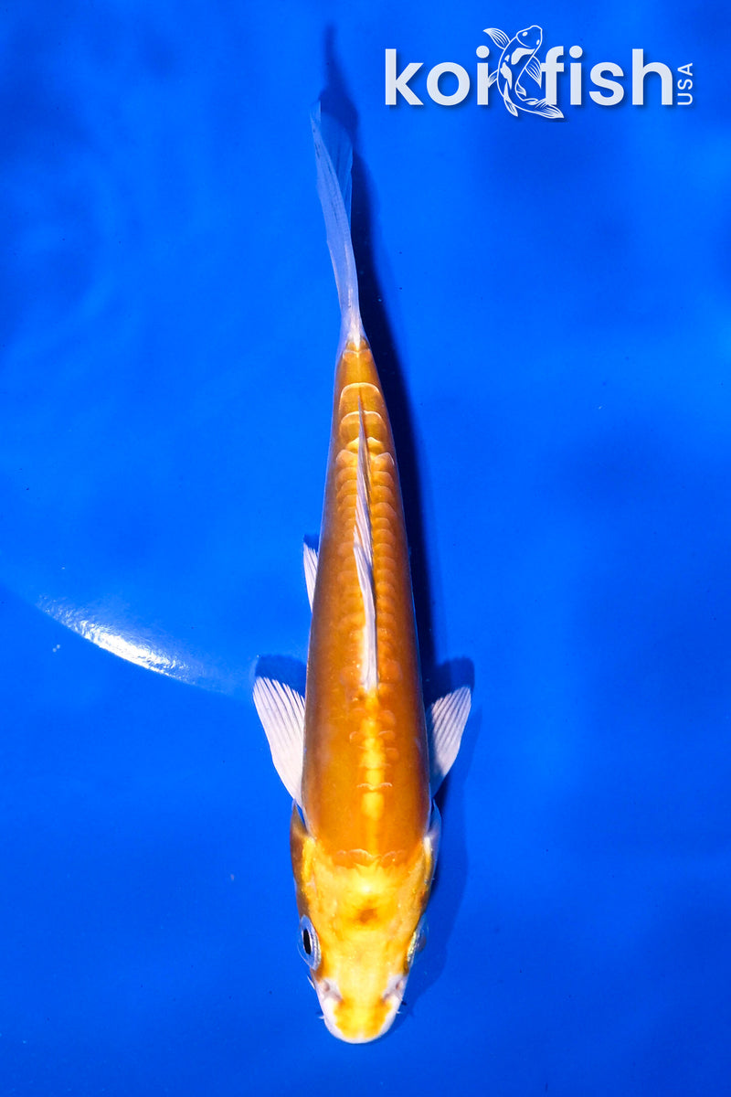 4.5" DOITSU LEMON HARIWAKE