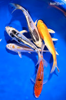 PACK OF (5) 5.25-6"  STANDARD KOI