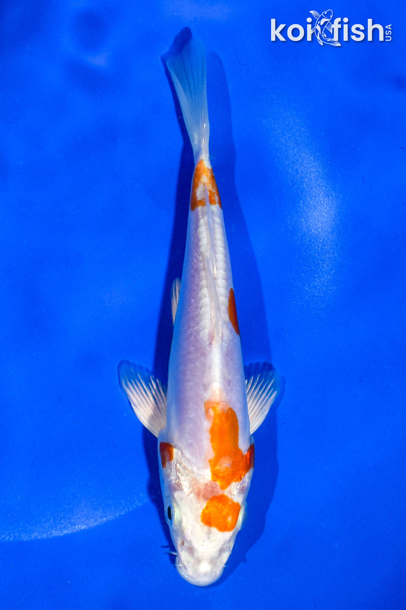 5.5" KIKUSUI