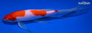 9" KOHAKU BUTTERFLY