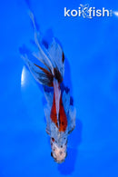 6.5" CALICO WATONAI GOLDFISH