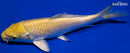 6" YAMABUKI OGON