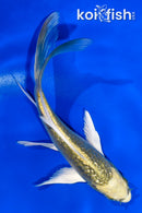 5" GINRIN KI MATSUBA BUTTERFLY