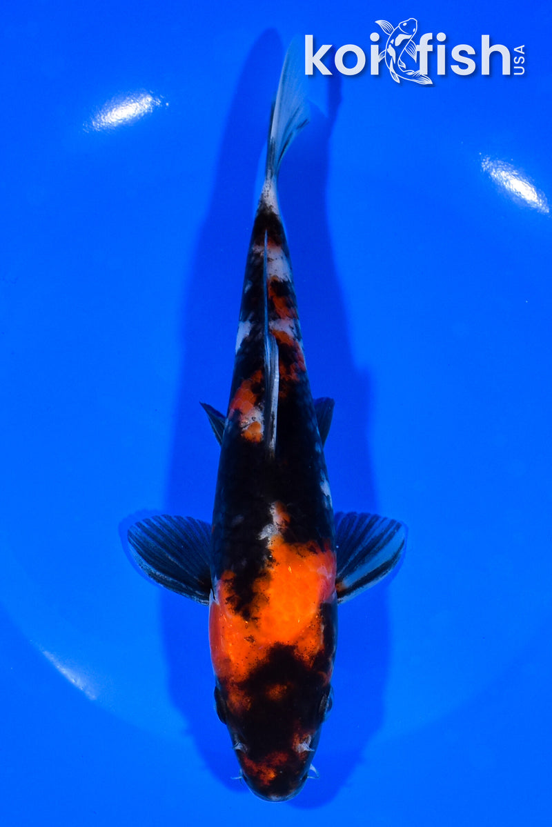 7.25" SHOWA