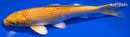 6.75" YAMABUKI OGON