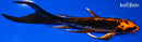 6" BENI KIKOKURYU BUTTERFLY