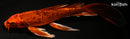 9.25" KIN ORENJI MATSUBA BUTTERFLY