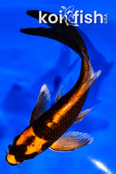 6" DOITSU ORENJI MATSUBA BUTTERFLY