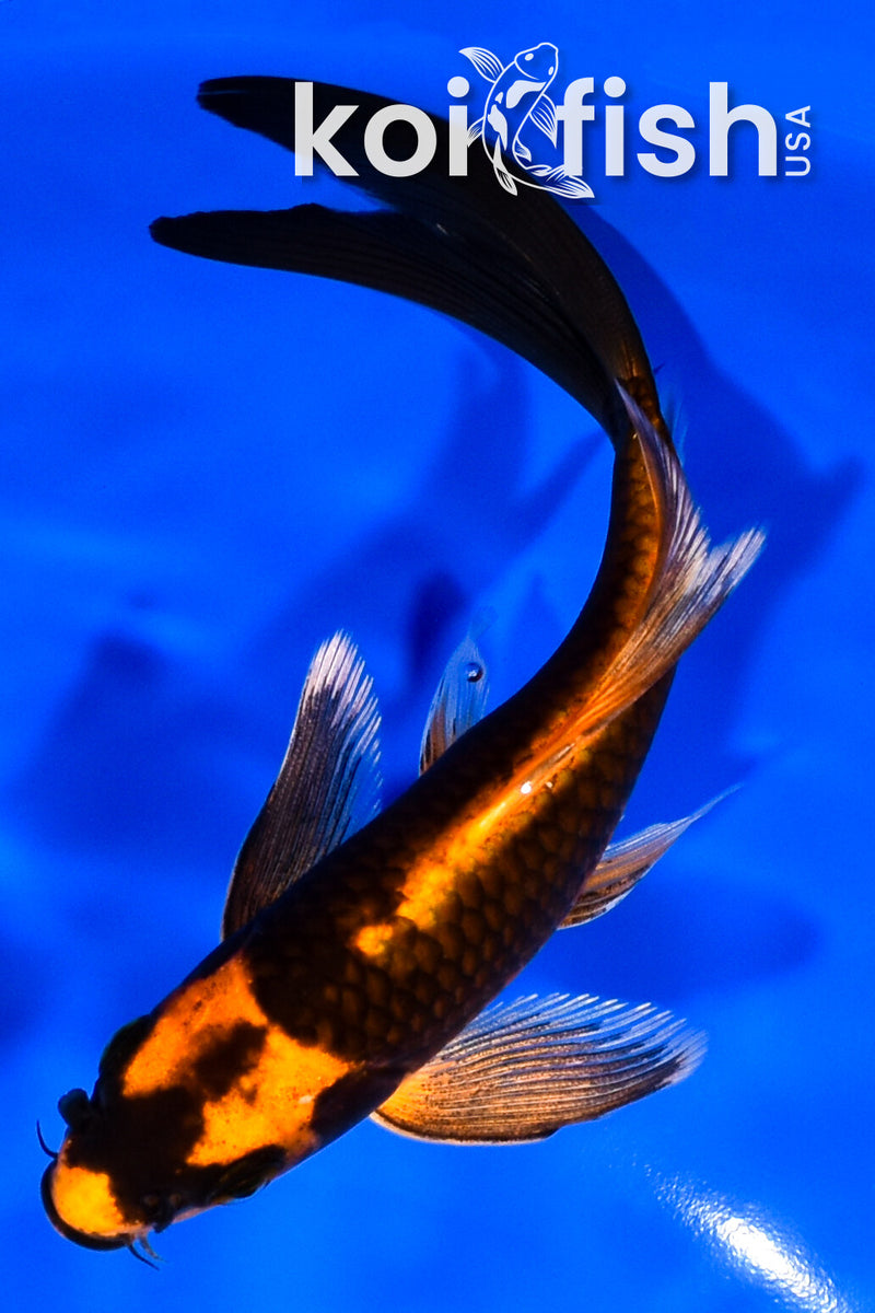 6" DOITSU ORENJI MATSUBA BUTTERFLY