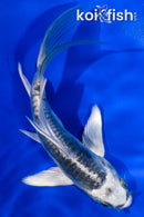 4.5" ARAGOKE KIKOKURYU BUTTERFLY