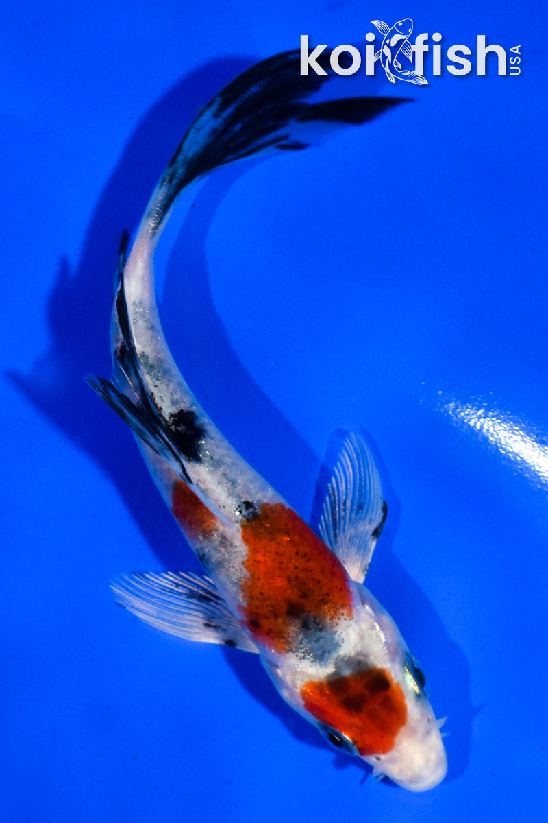 5" MARUTEN YAMATO NISHIKI BUTTERFLY