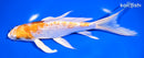 7.75" GINRIN HARIWAKE BUTTERFLY
