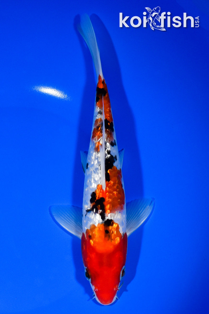 8" GINRIN SANKE